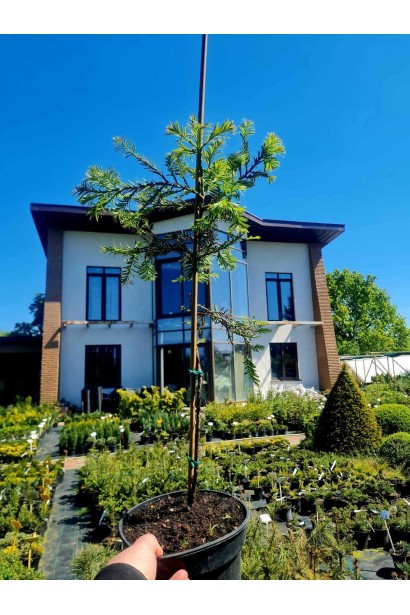 Секвоя вічнозелена - 3л/вис.40-60см/Ø15-25см